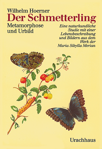 Der Schmetterling  Wilhelm Hoerner   