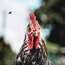 Abbildung9 Zuhause ist, wo meine Hühner sind