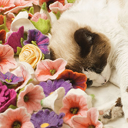 Abbildung1 Blütenträume