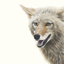 Abbildung1 Tierfreundschaften