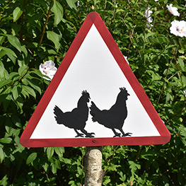 Abbildung1 Zuhause ist, wo meine Hühner sind