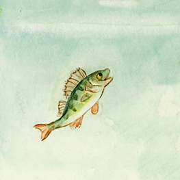 Abbildung1 Das neugierige Fischlein