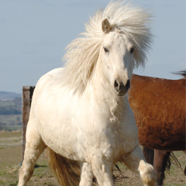 Abbildung2 Puzzle-Ponys