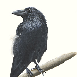 Abbildung2 Tierfreundschaften