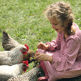 Abbildung2 Zuhause ist, wo meine Hühner sind