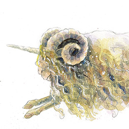 Abbildung2 Erbsenfee und Einhornschaf