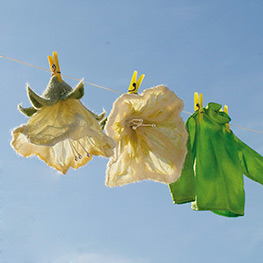 Abbildung3 Blütenträume