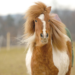 Abbildung3 Puzzle-Ponys