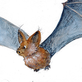 Abbildung3 Erbsenfee und Einhornschaf