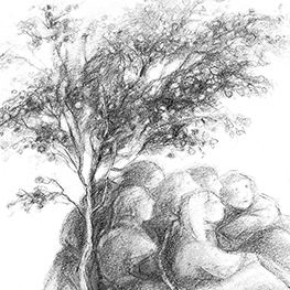 Abbildung3 Pflanzenmärchen