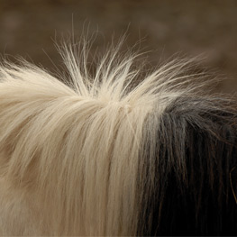 Abbildung4 Puzzle-Ponys