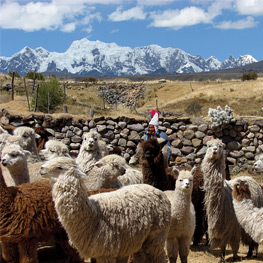 Abbildung5 Indios, Inka, Immigranten