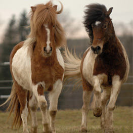 Abbildung5 Puzzle-Ponys