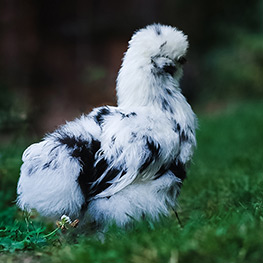 Abbildung5 Zuhause ist, wo meine Hühner sind