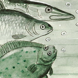 Abbildung5 Das neugierige Fischlein