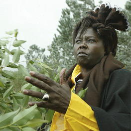 Abbildung6 Bäume für Kenia