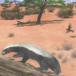 Abbildung6 Tierfreundschaften