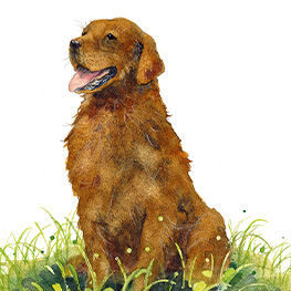 Abbildung7 Giesbert und die Gackerhühner