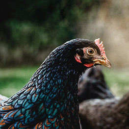 Abbildung8 Zuhause ist, wo meine Hühner sind